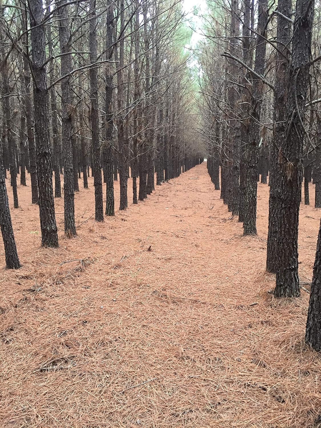 Pine Straw Mulch - Premium, All-Natural - 110 Sqft